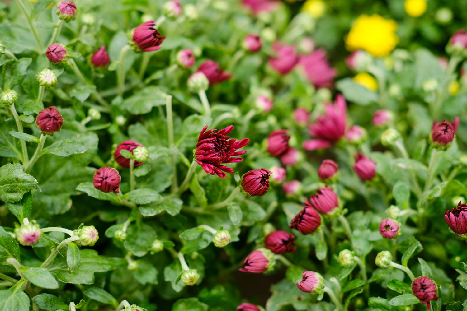 菊花怎麼催花