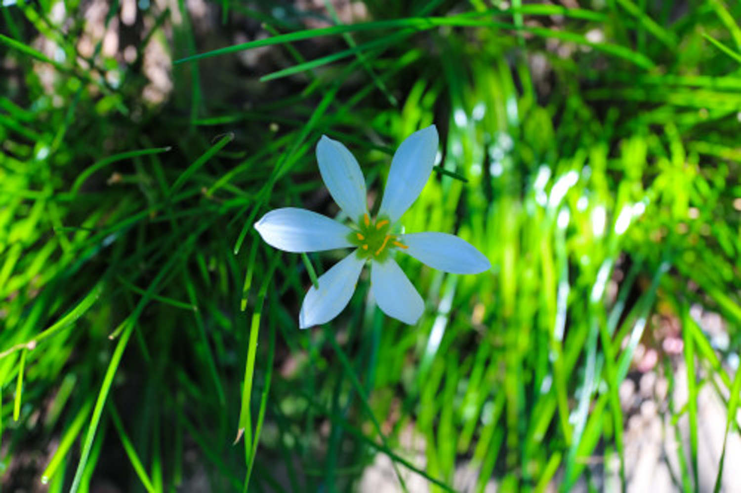 蔥蘭葉子變黃怎麼解決，怎麼處理