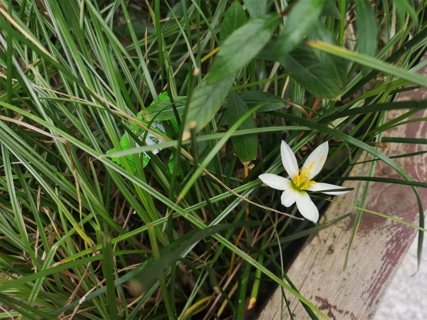 蔥蘭葉子變黃怎麼解決，怎麼處理