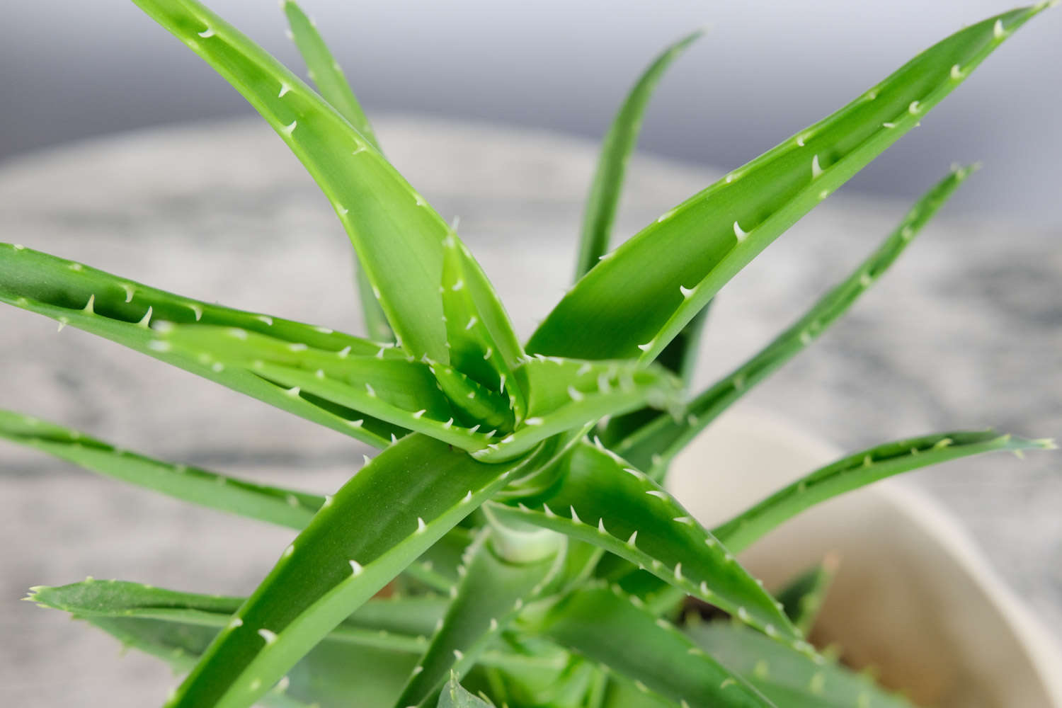 蘆薈葉子發黃怎麼解決，怎麼處理