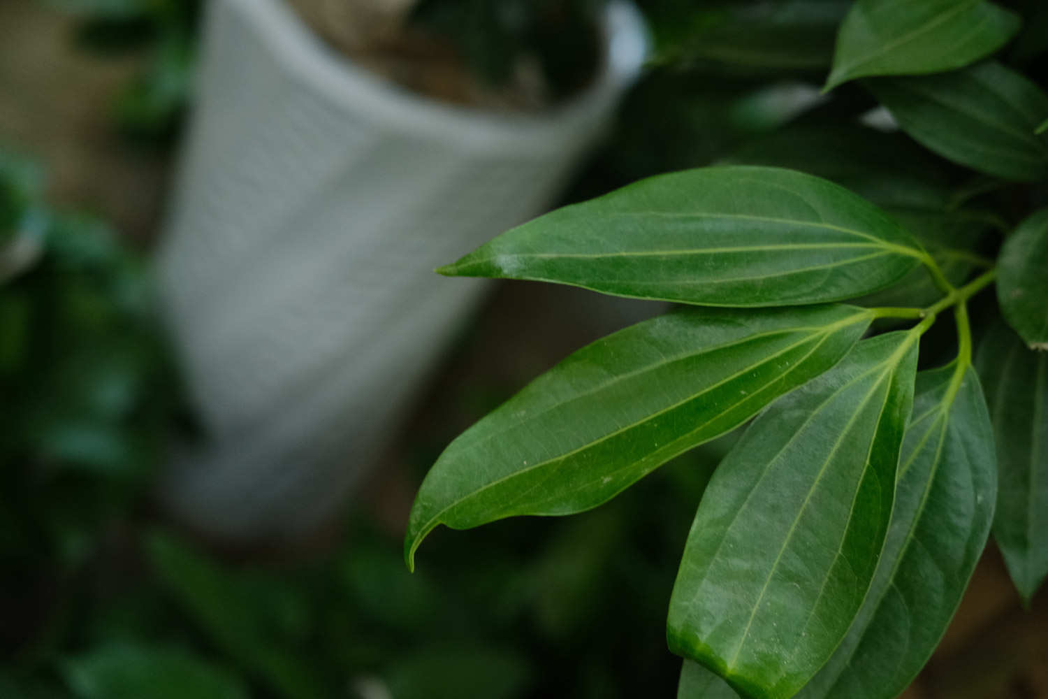 平安樹葉子發黃怎麼解決，怎麼處理