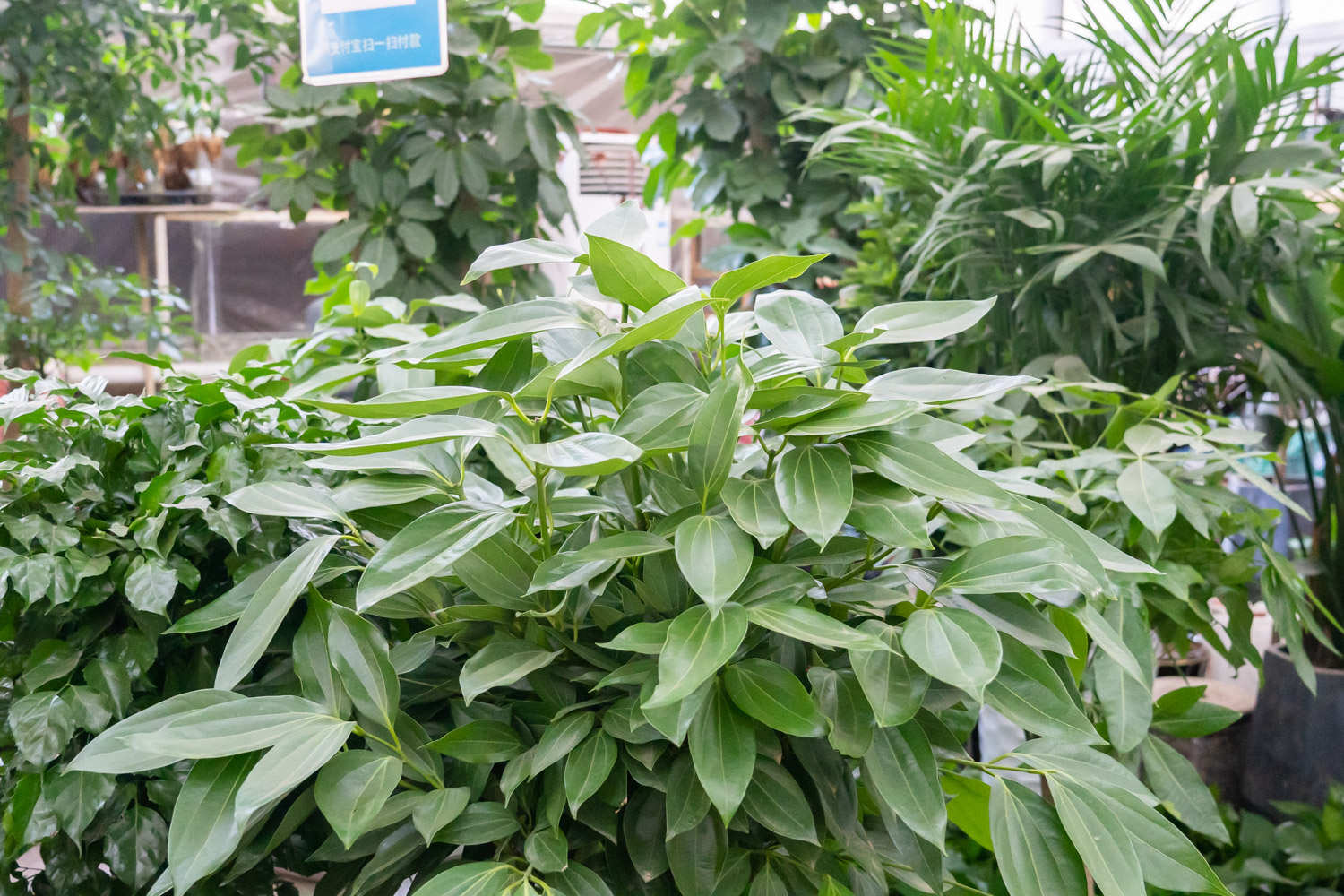 平安樹葉子發黃怎麼解決，怎麼處理