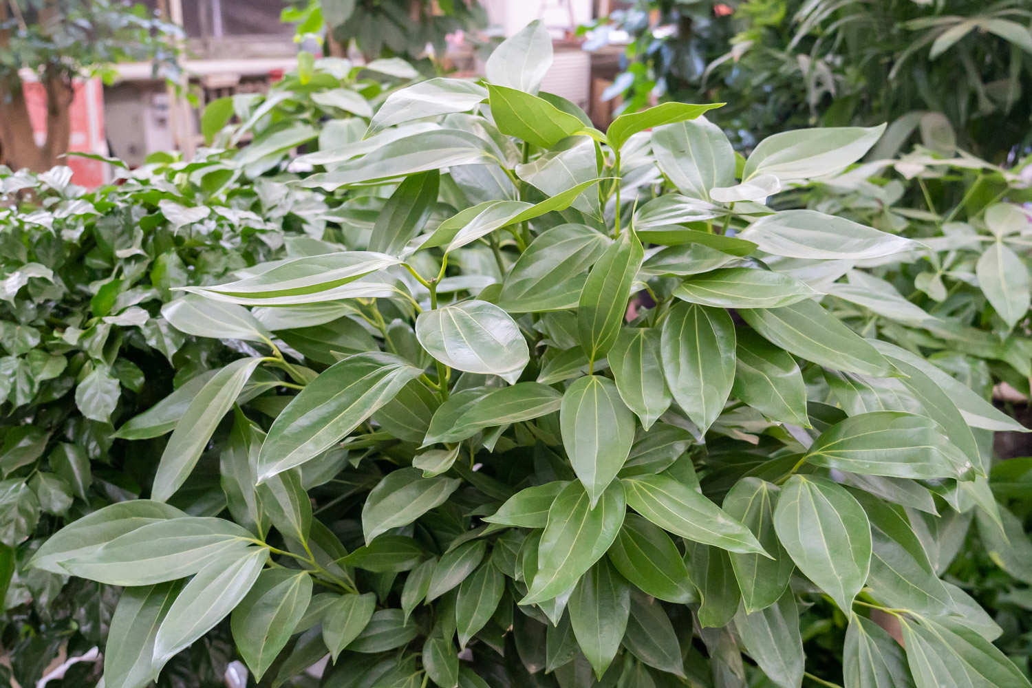 平安樹葉子發黃怎麼解決，怎麼處理