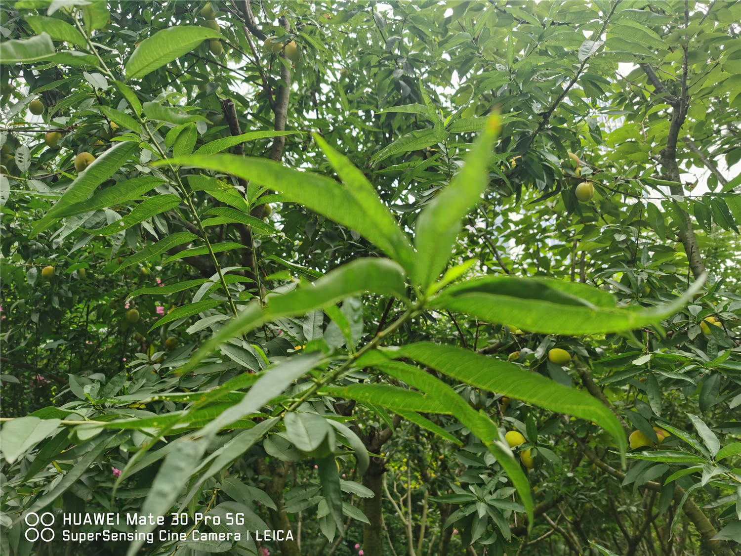 桃樹葉子發黃怎麼解決，怎麼處理