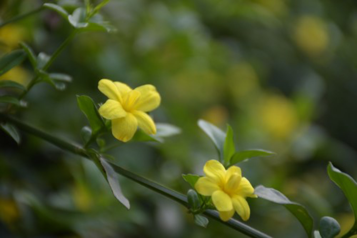 迎春花葉子發黃怎麼解決，怎麼處理