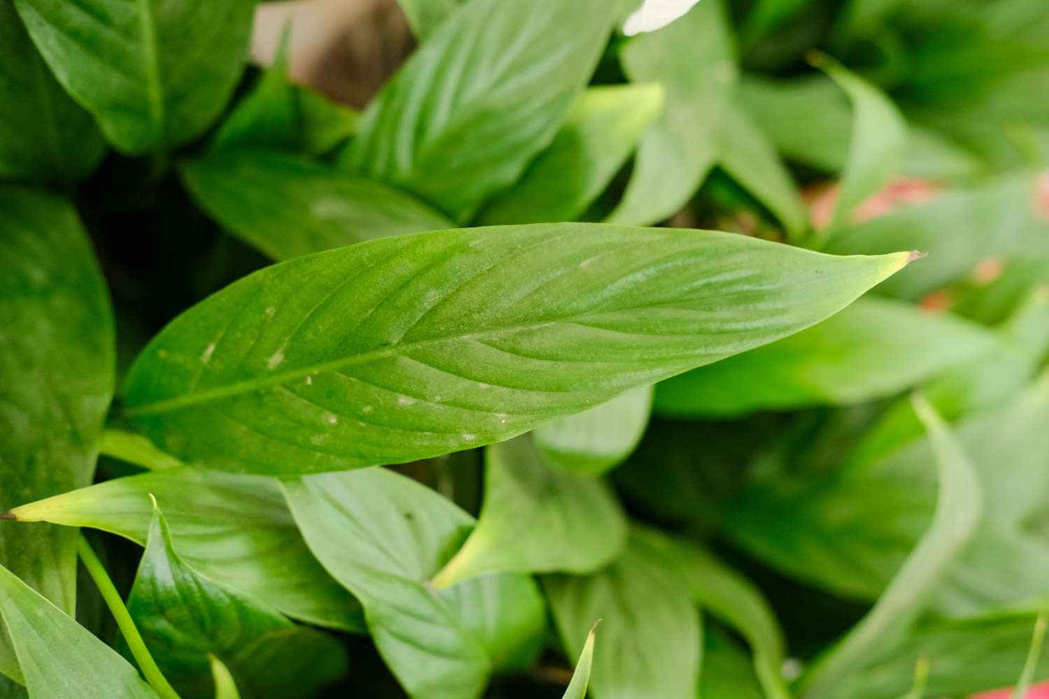 白掌葉子發黃怎麼解決，怎麼處理