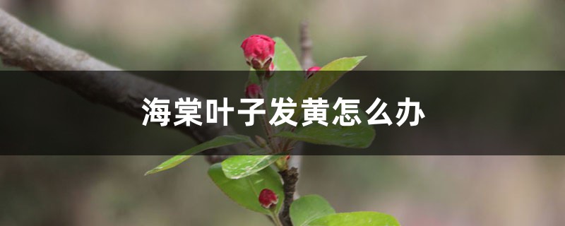 <strong>海棠葉子發黃怎麼解決，怎麼處理</strong>