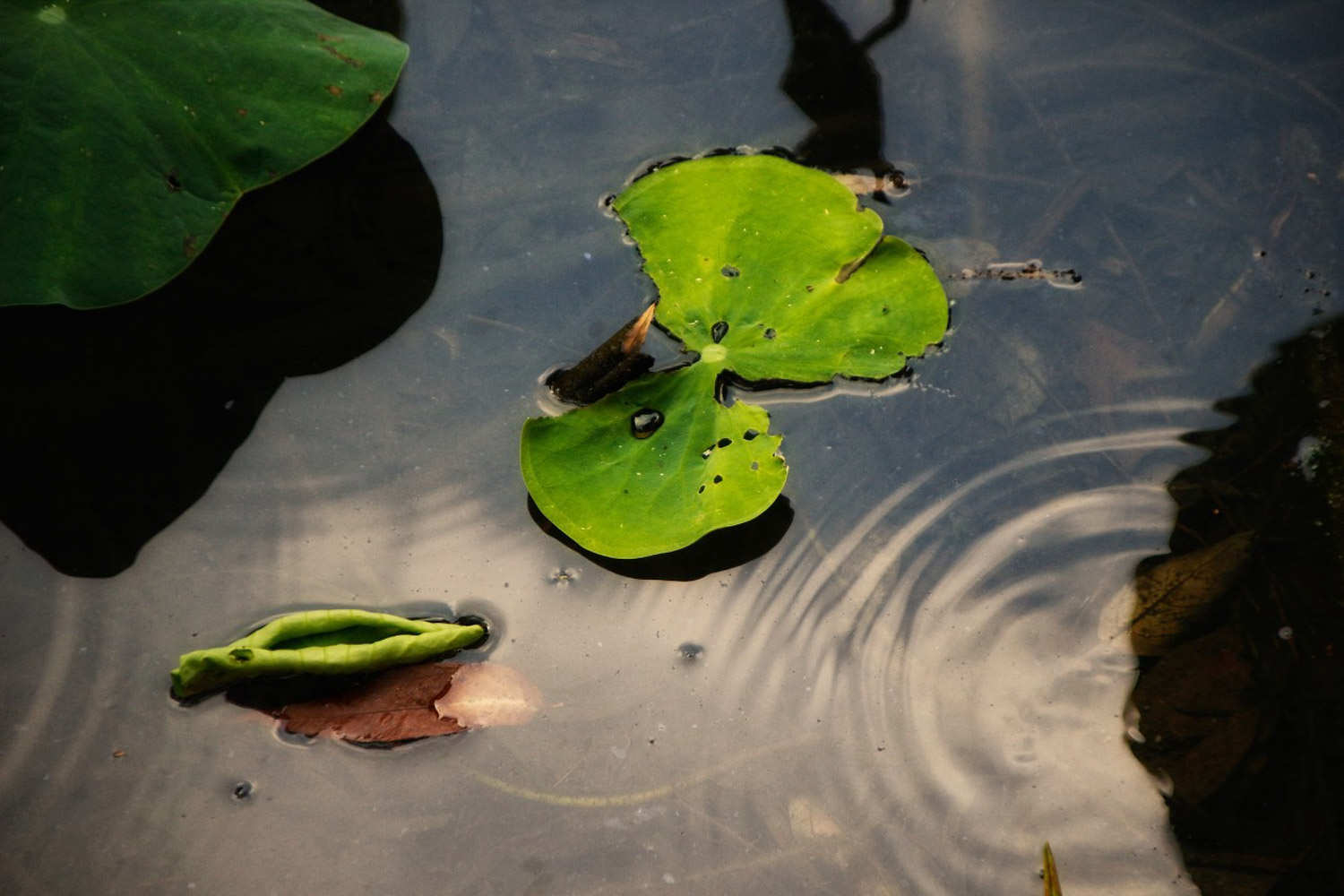 蓮花的葉子發黃怎麼解決，怎麼處理