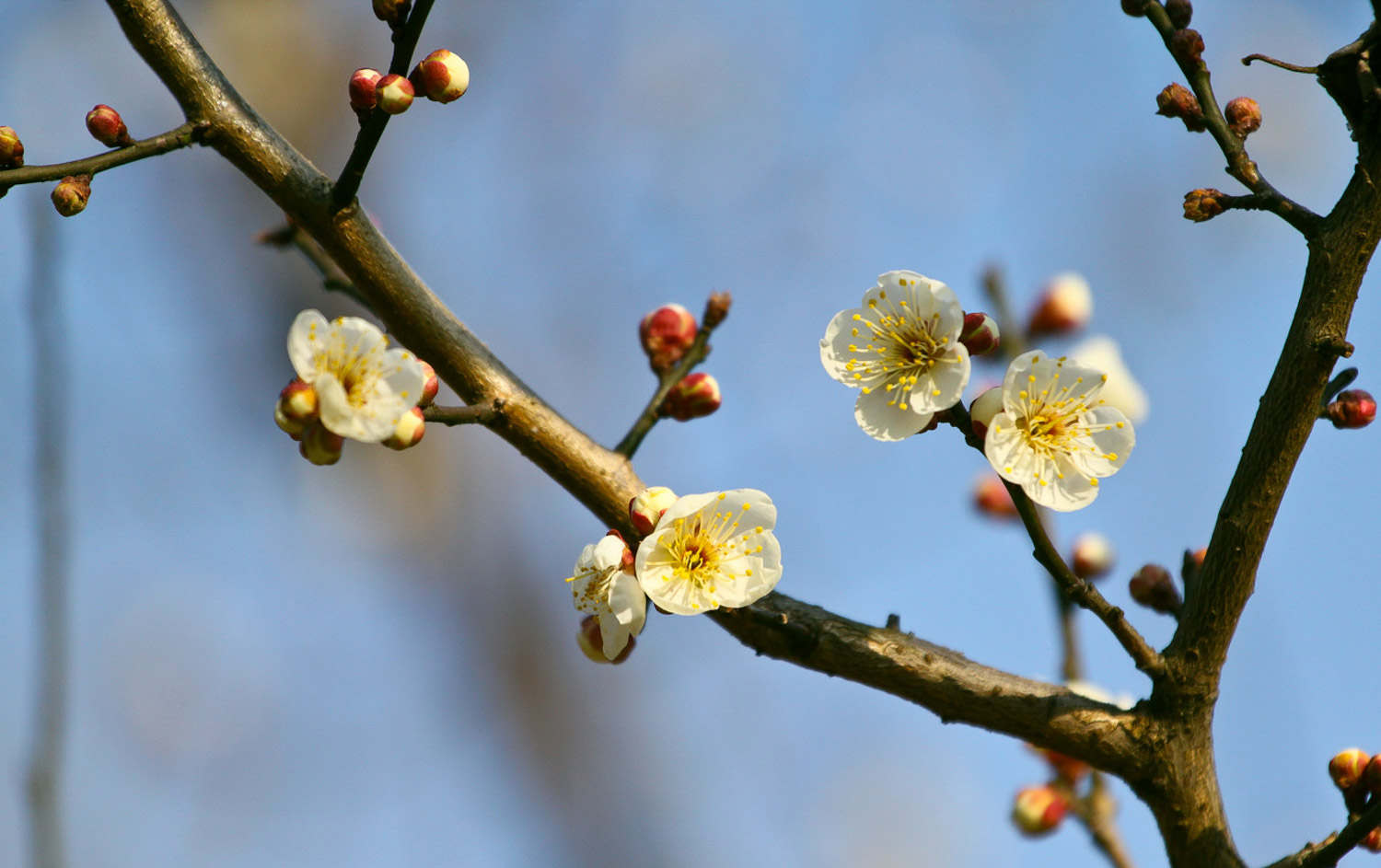 梅花葉子發黃怎麼解決，怎麼處理