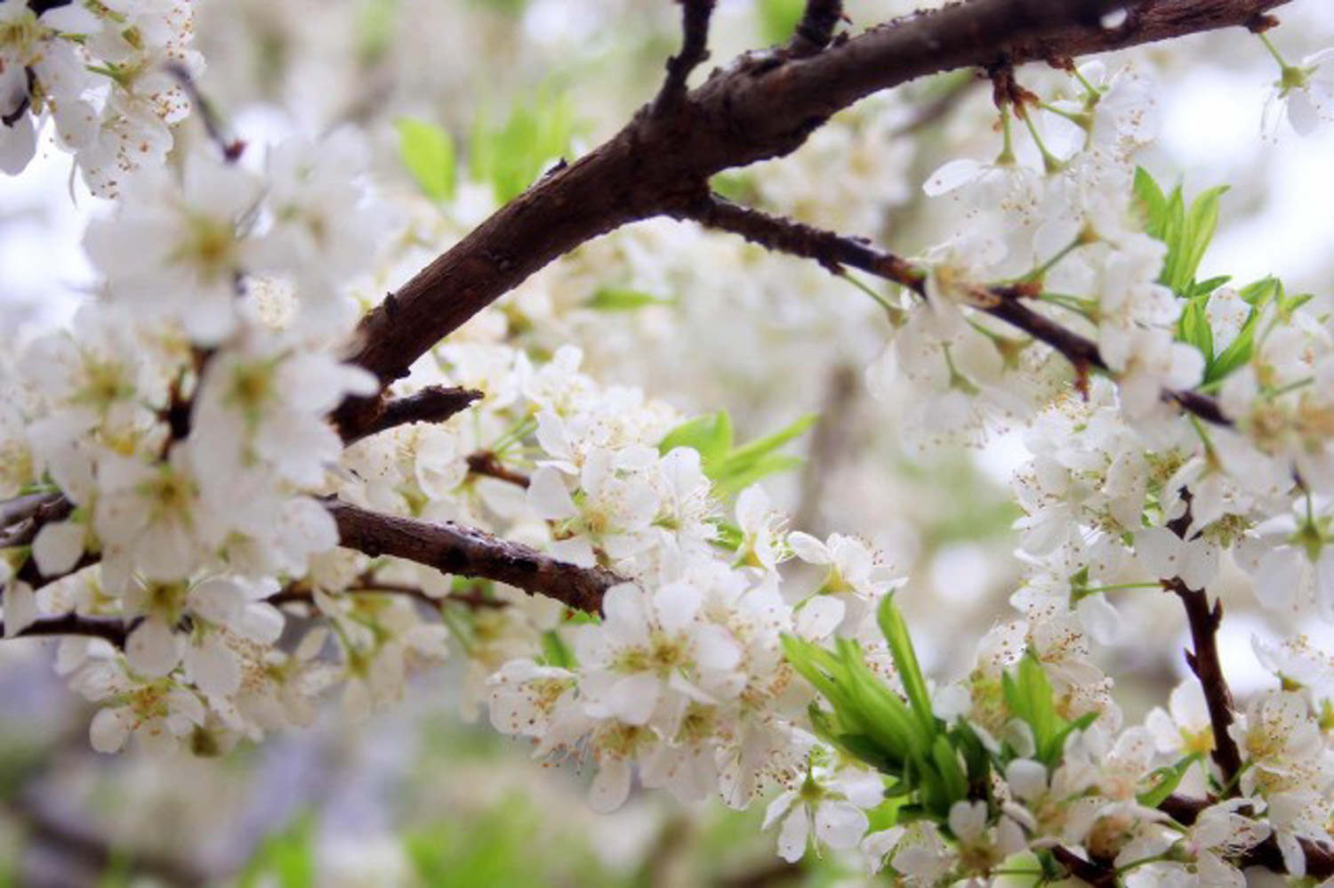 梅花葉子發黃怎麼解決，怎麼處理