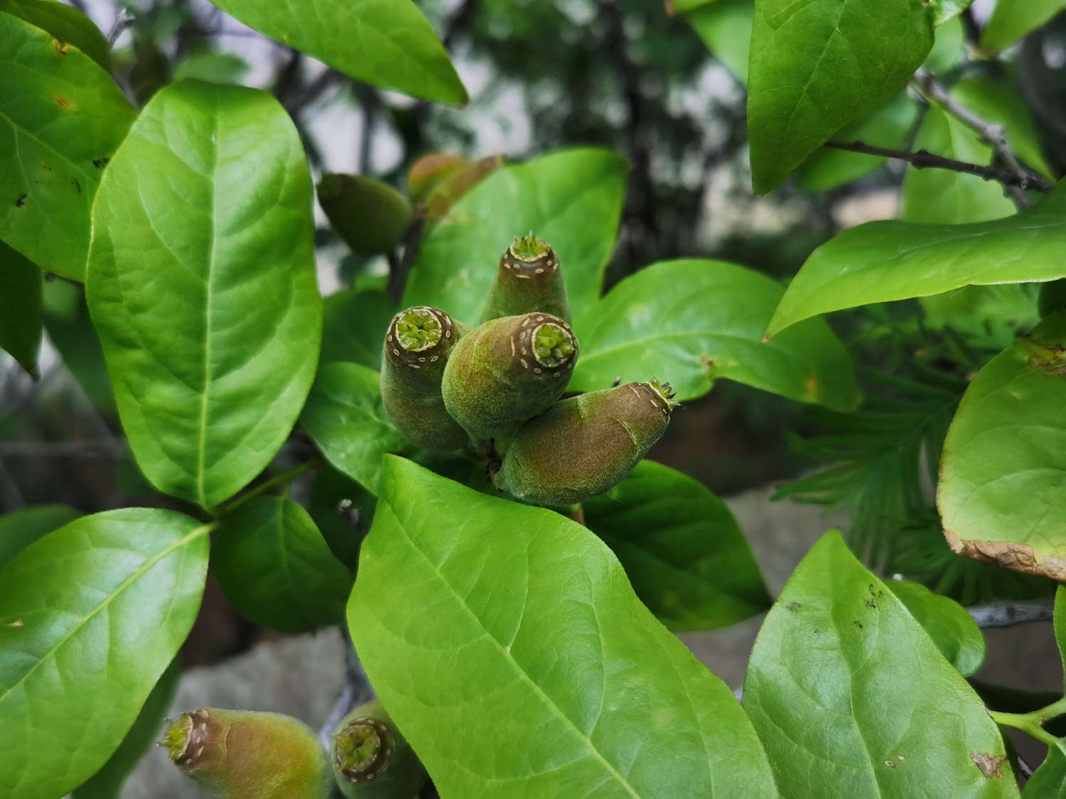 臘梅葉子像燒焦怎麼解決，怎麼處理