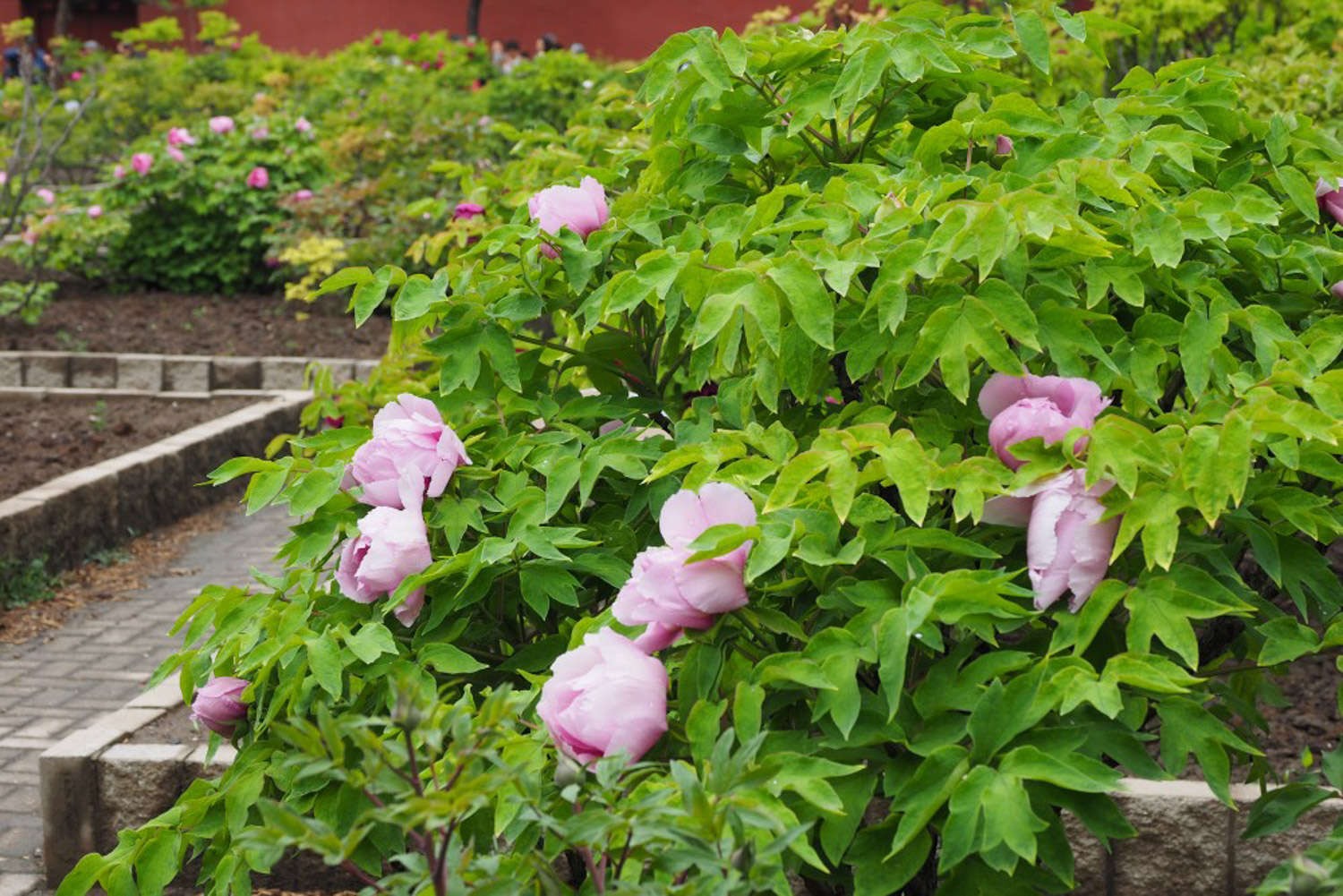 牡丹花葉子發黃怎麼解決，怎麼處理