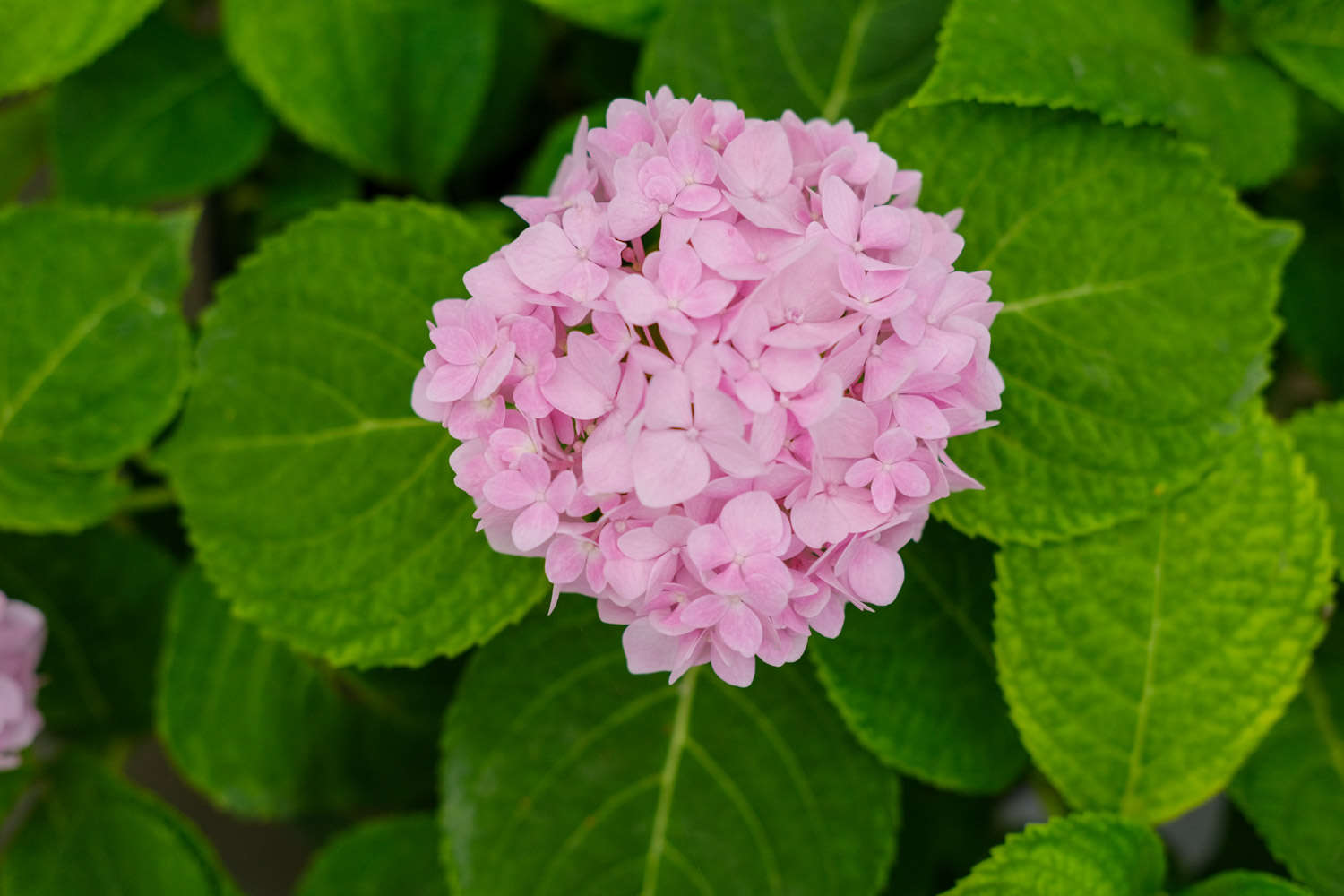 繡球花葉子發黃邊緣幹枯怎麼解決，怎麼處理