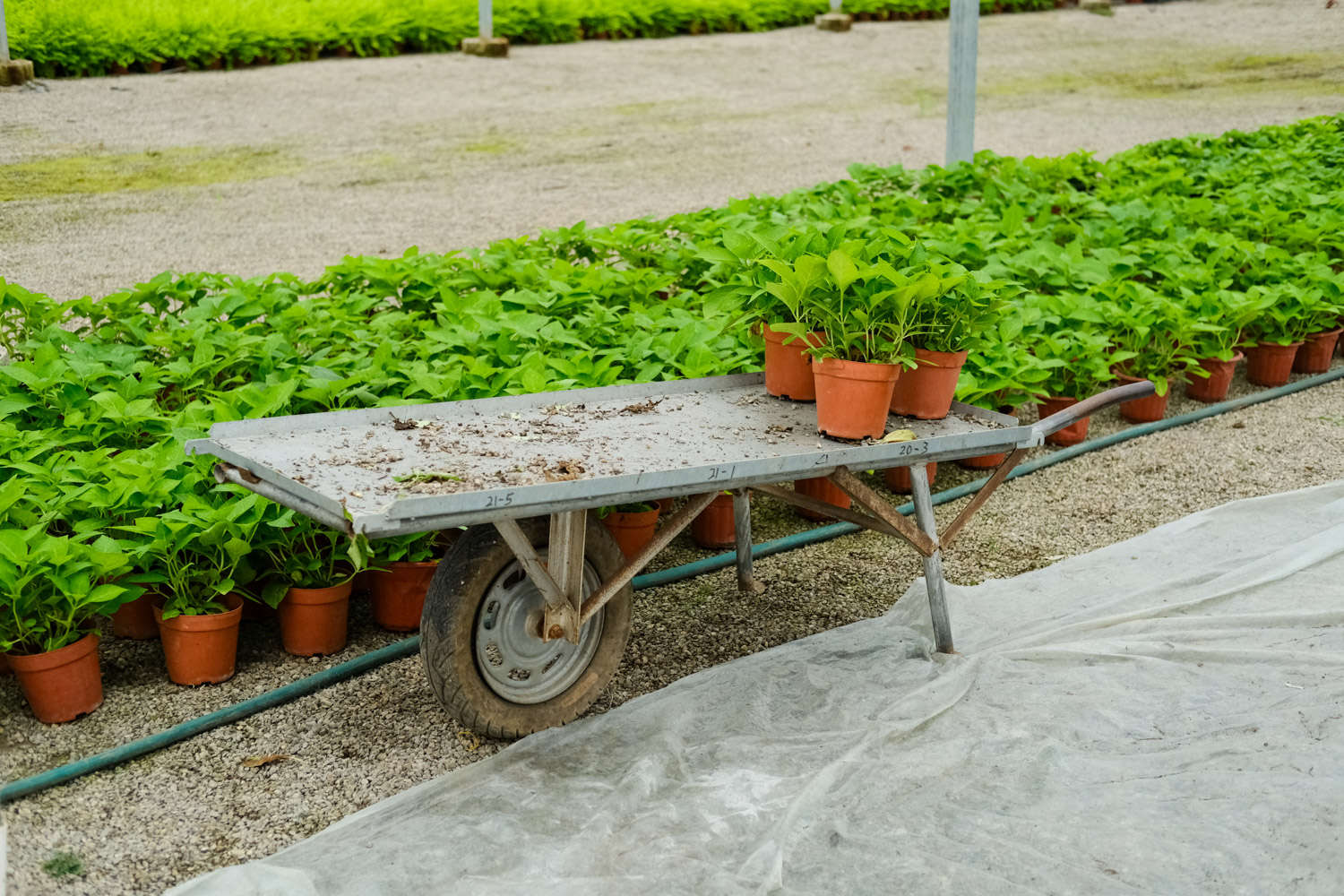 繡球花葉子發黃邊緣幹枯怎麼解決，怎麼處理