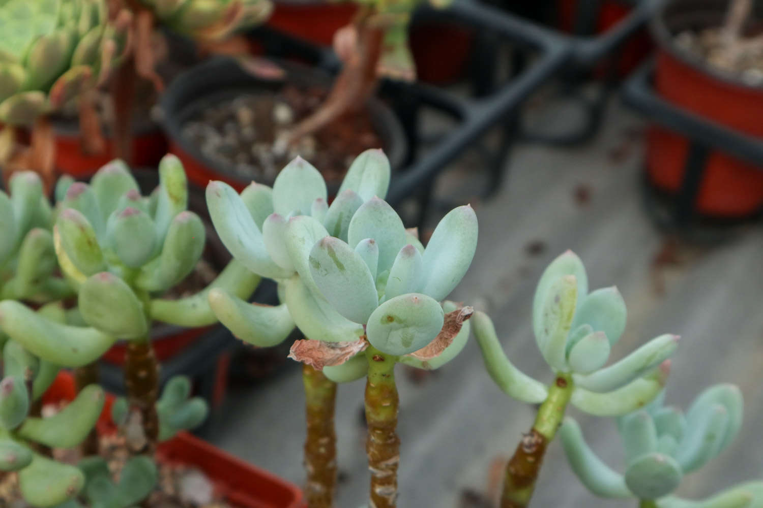 多肉植物繁殖方法