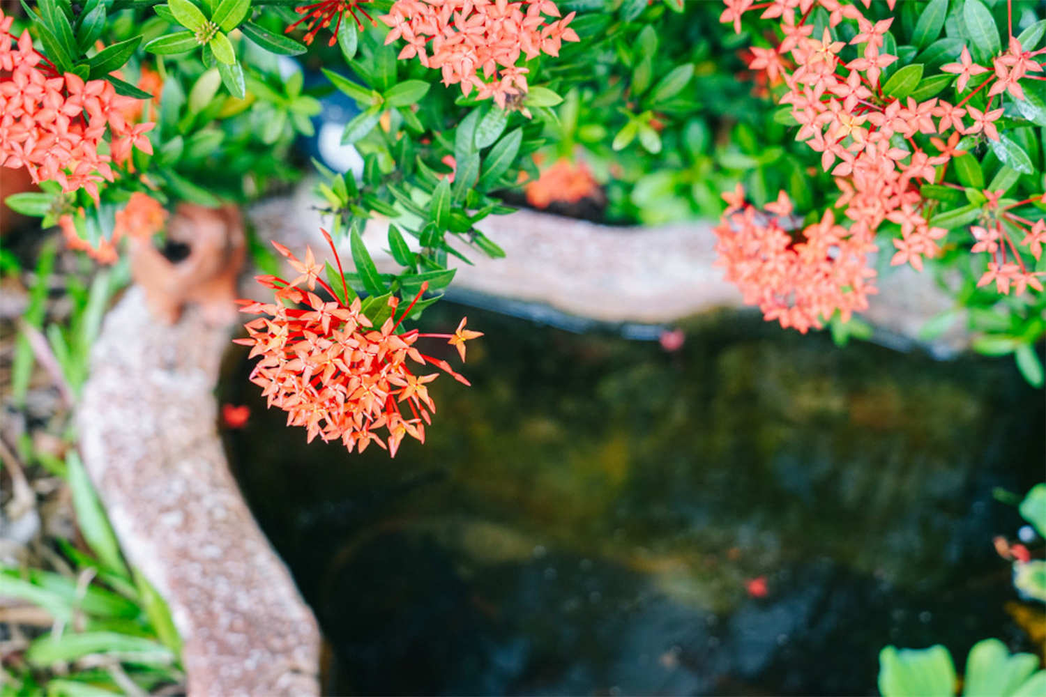 仙丹花怎麼修剪好