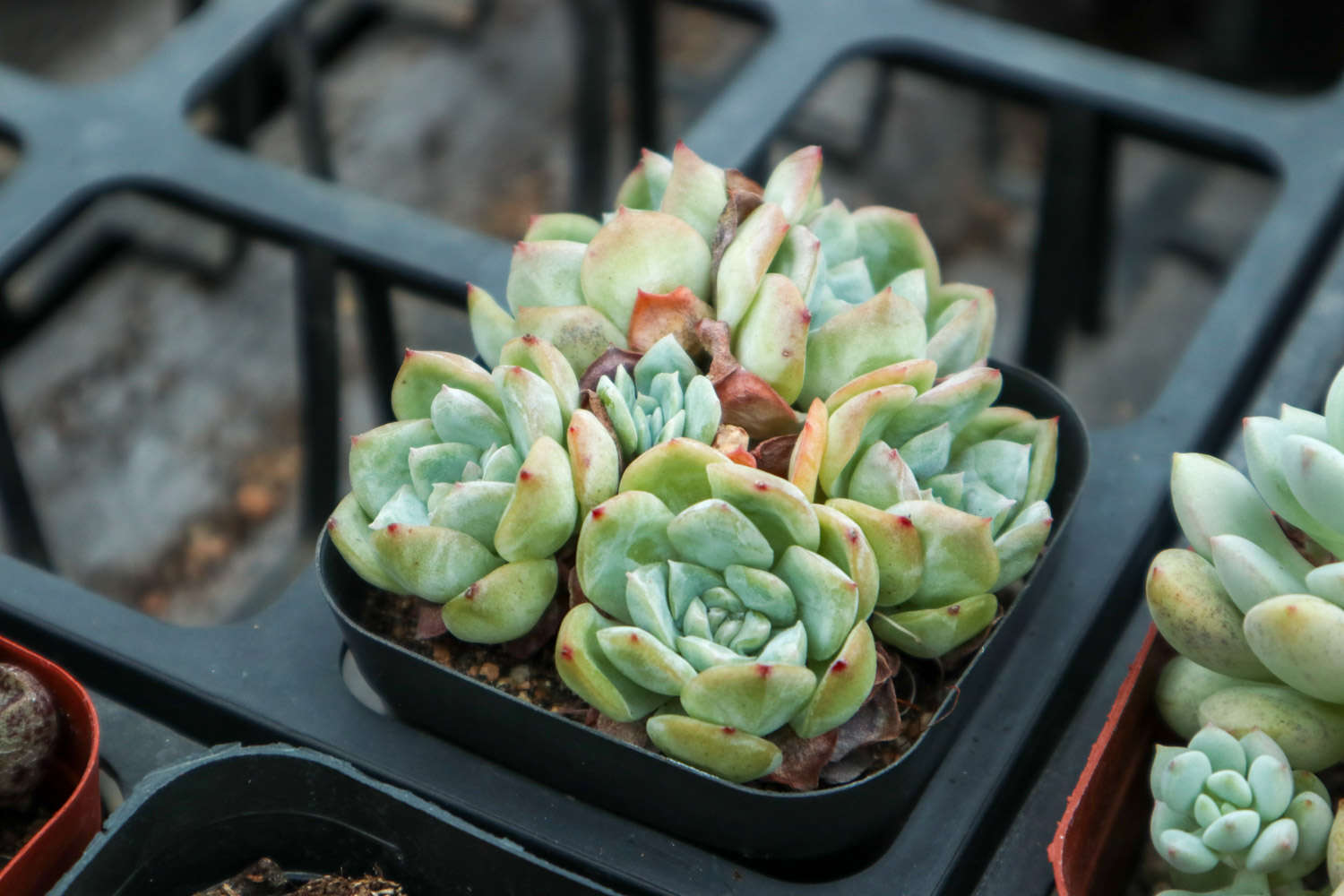 多肉植物怎麼澆水