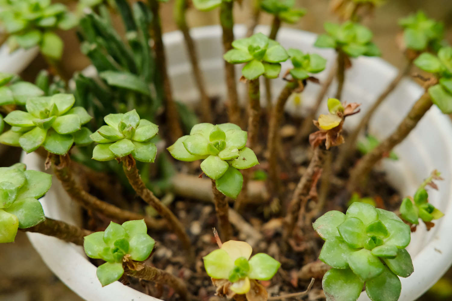 多肉種植技術