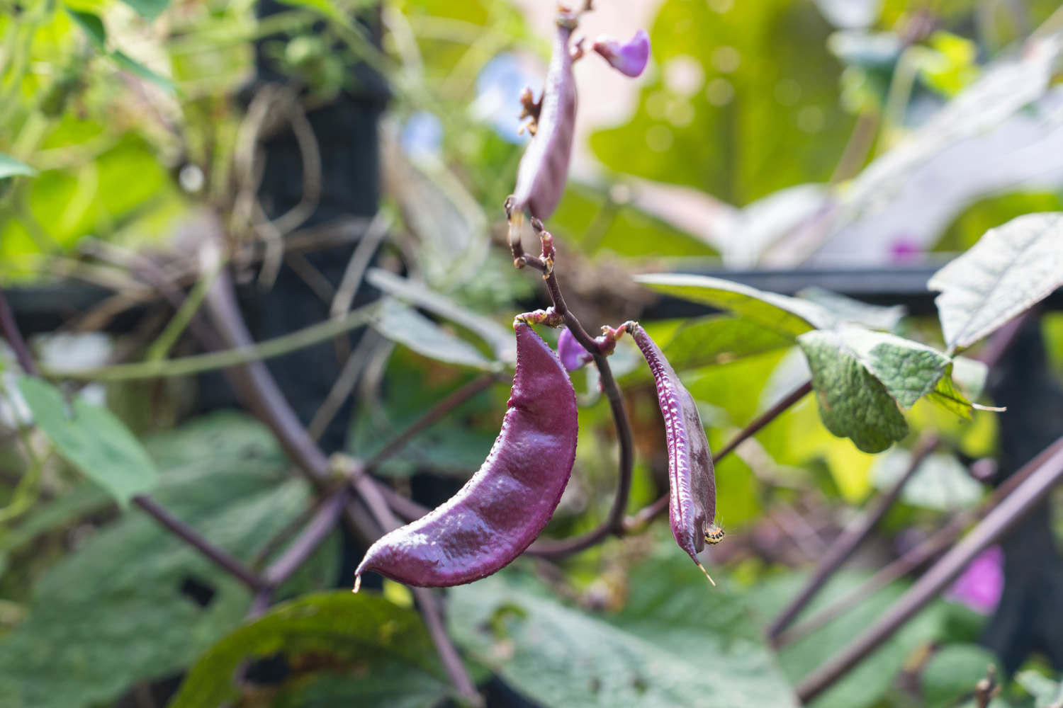 陽台怎麼種植扁豆？