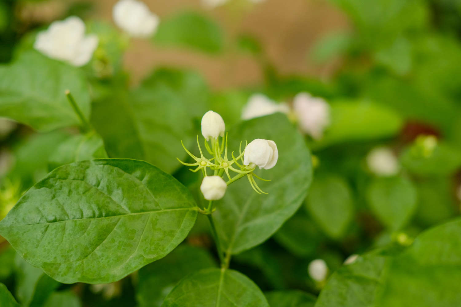 茉莉葉子發黃怎麼解決，怎麼處理