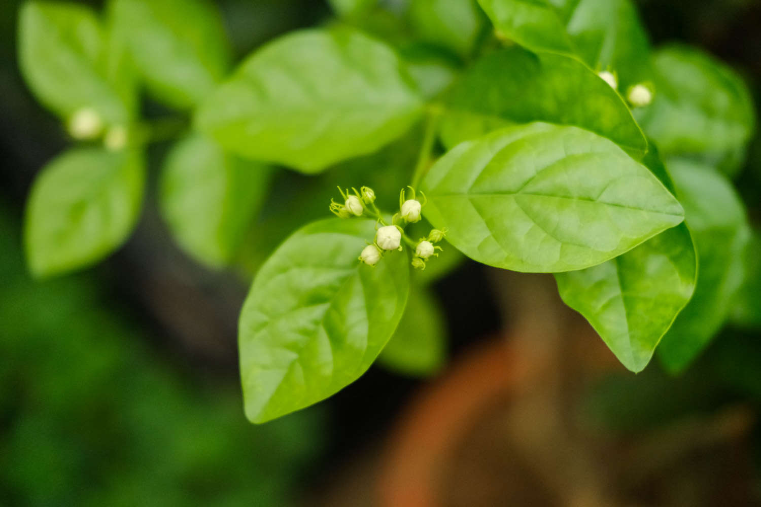 茉莉葉子發黃怎麼解決，怎麼處理