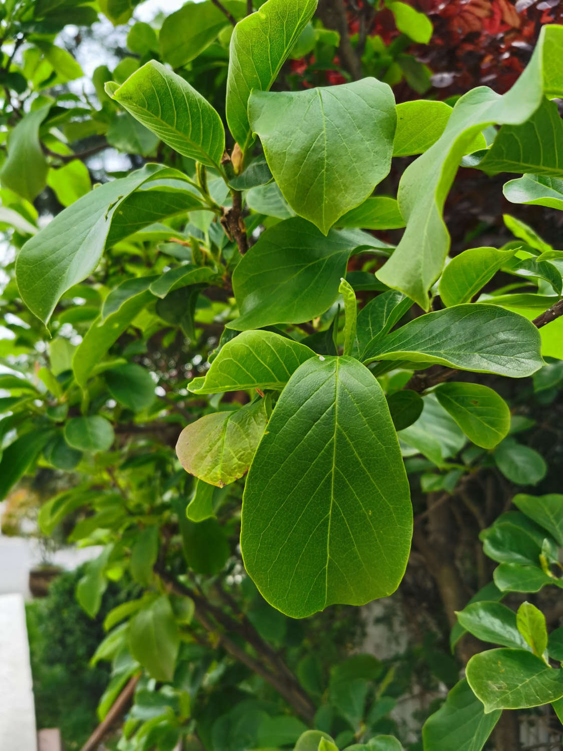 玉蘭葉子發黃怎麼解決，怎麼處理