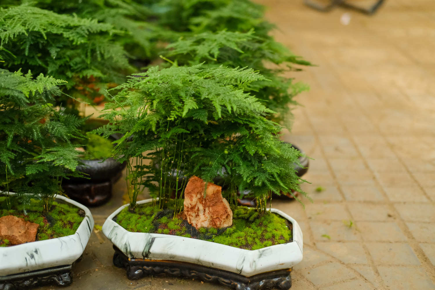 文竹黃葉怎麼解決，怎麼處理