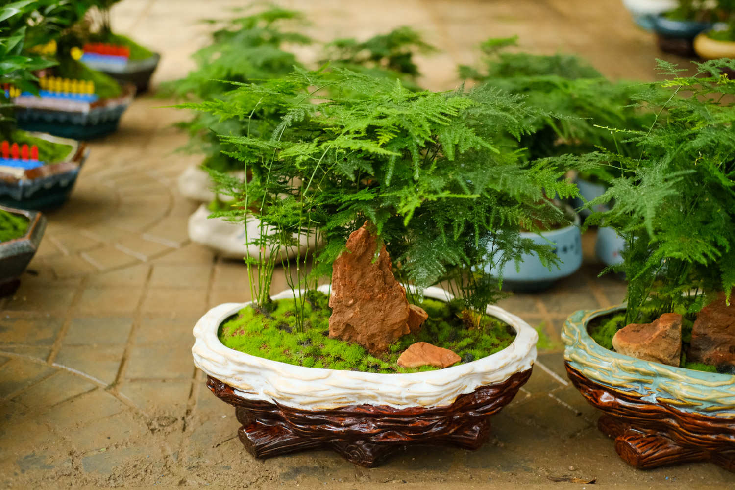 文竹黃葉怎麼解決，怎麼處理