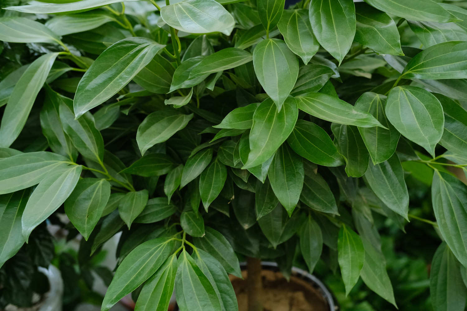 平安樹的葉子“皺巴巴”，4個小方法，幫它恢複往日生機！