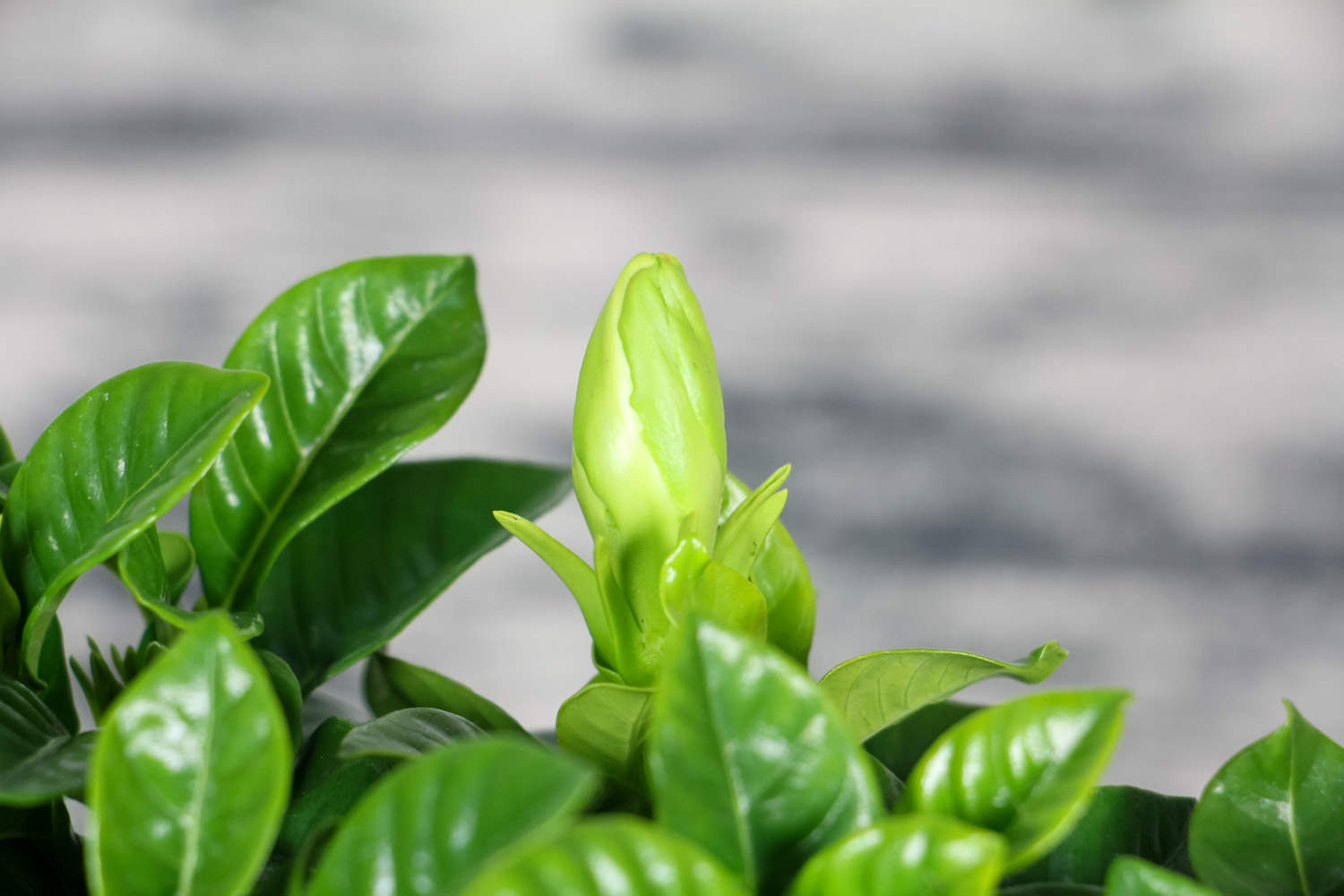 梔子花老黃葉子，花苞變黑怎麼解決，怎麼處理？