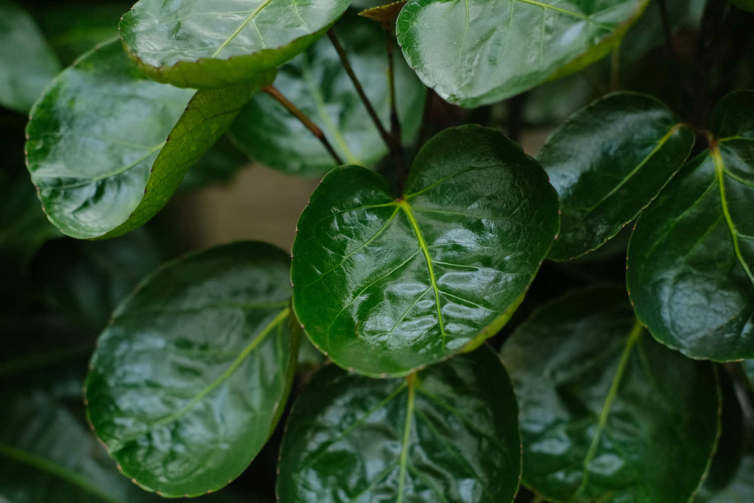 福祿桐葉子發黃怎麼解決，怎麼處理