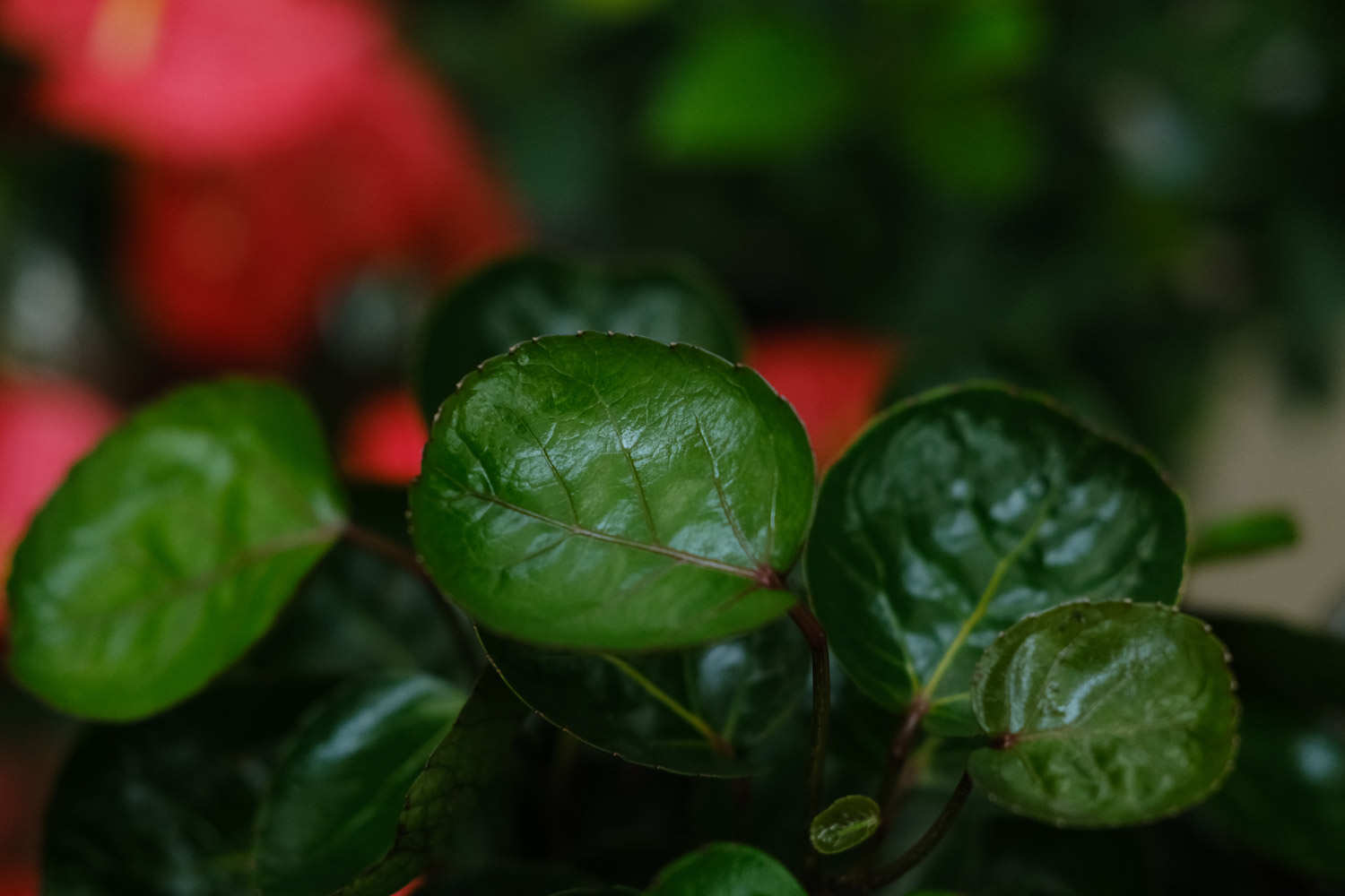 福祿桐葉子發黃怎麼解決，怎麼處理