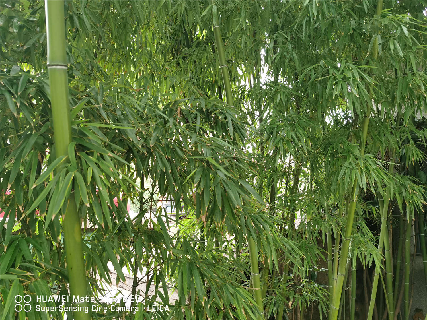 竹子葉子發黃什麼原因，怎麼補救