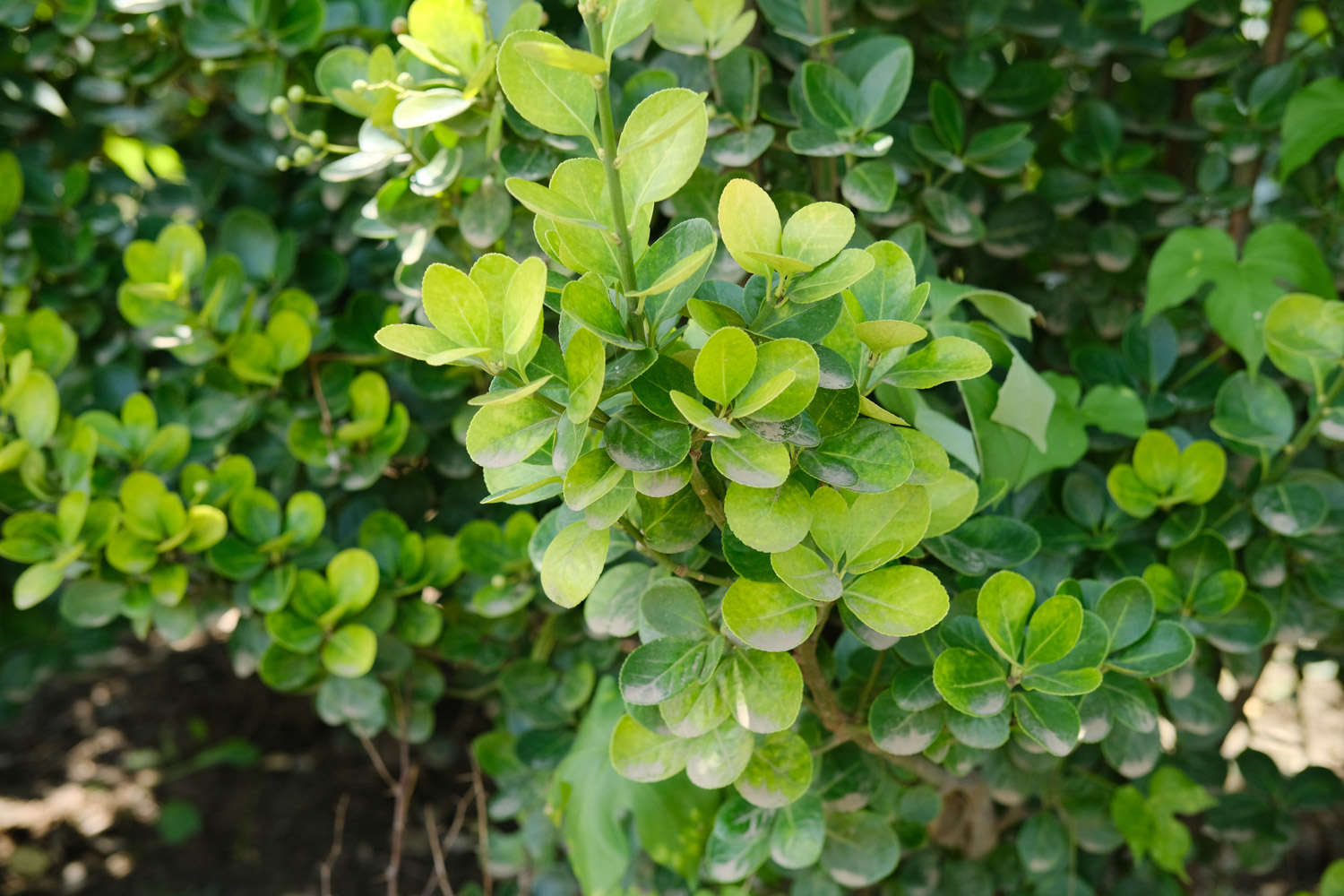 黃楊葉子發黃怎麼解決，怎麼處理