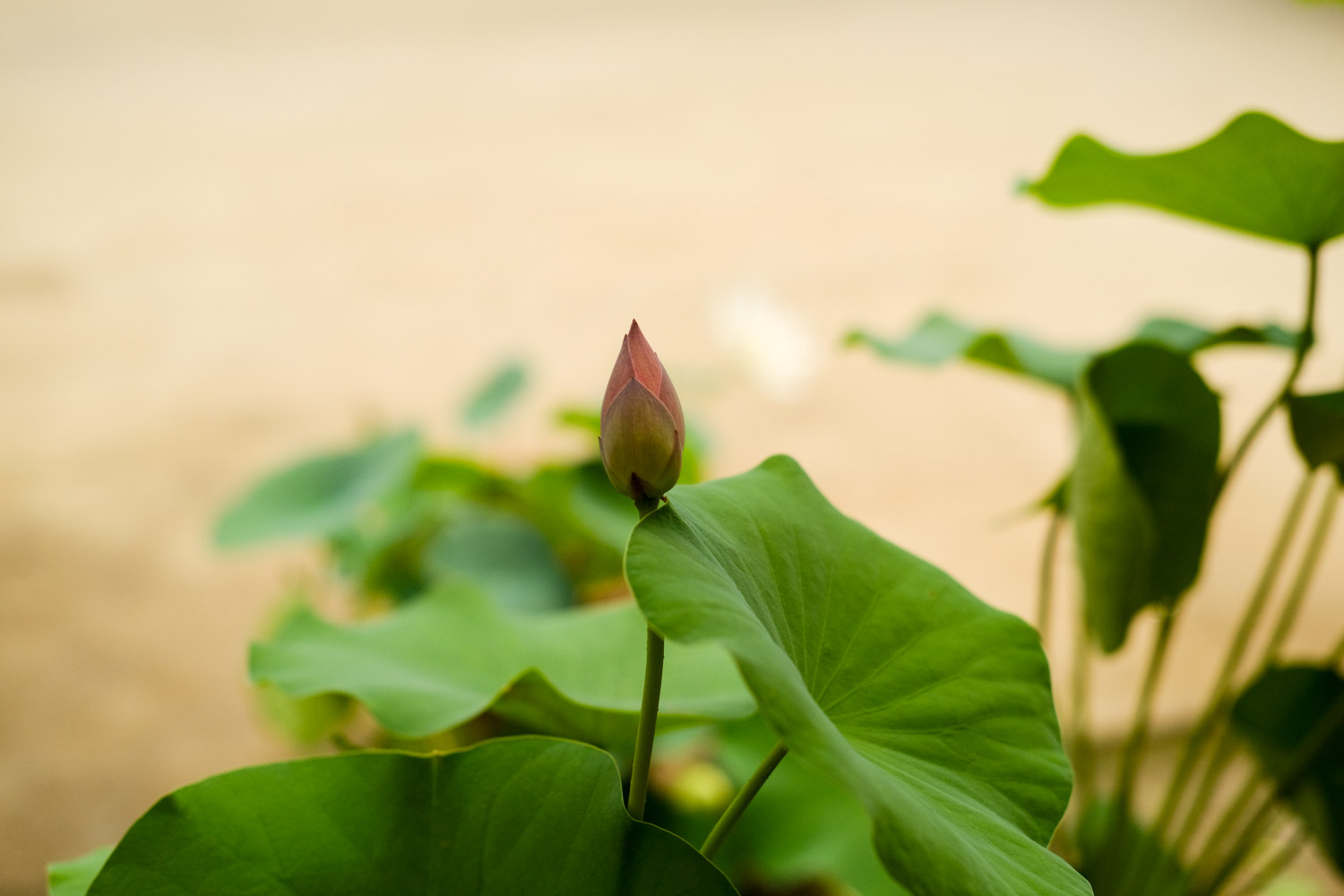 荷花竹葉子發黃怎麼解決，怎麼處理