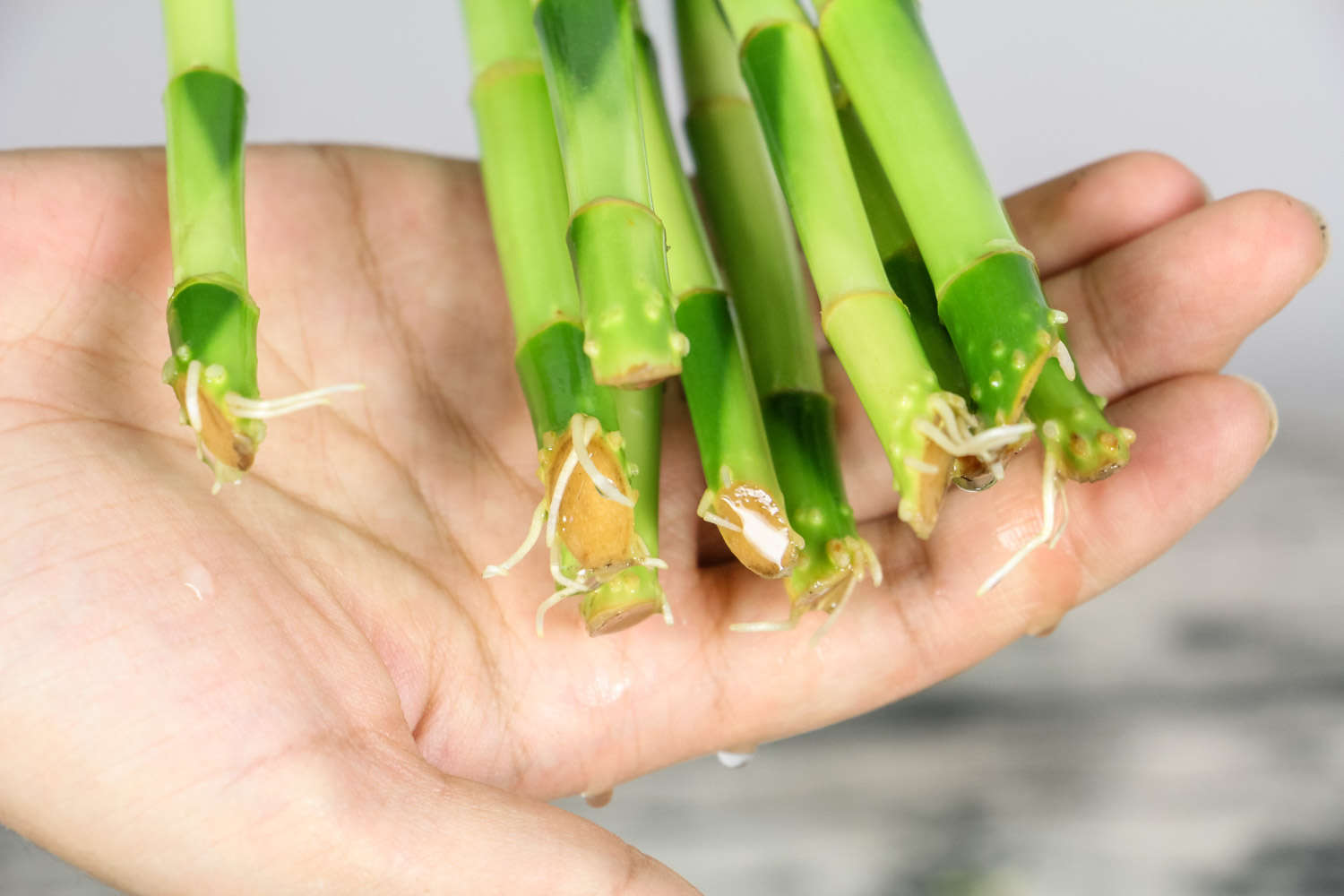 轉運竹葉子發黃怎麼解決，怎麼處理