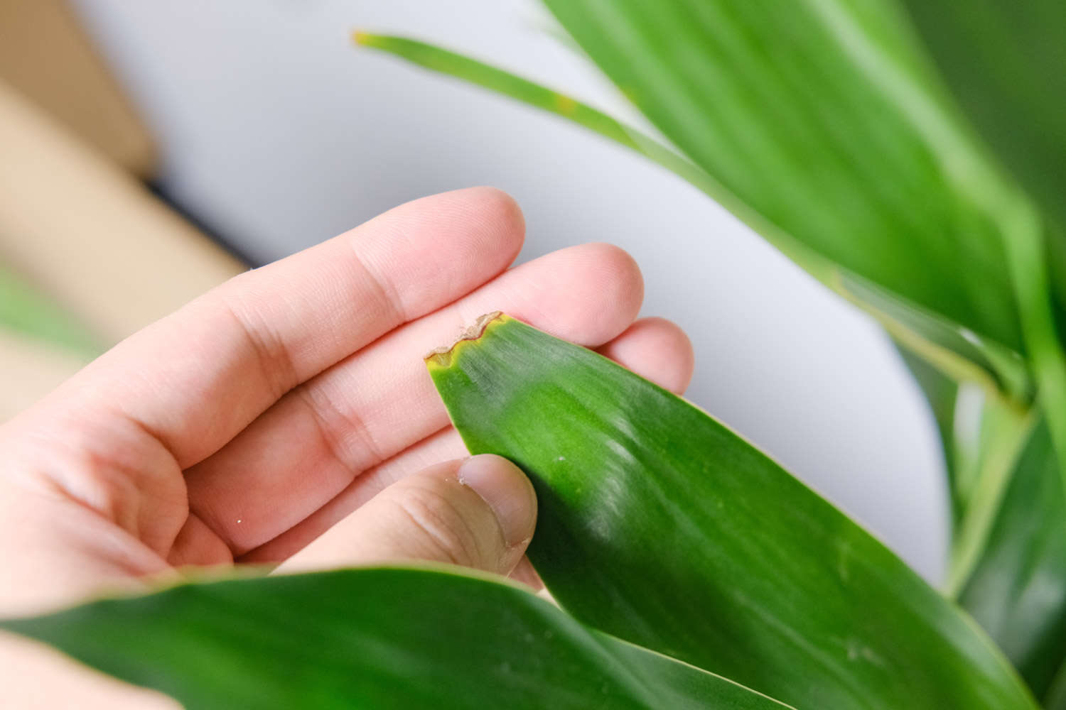 水培轉運竹發黃怎麼解決，怎麼處理