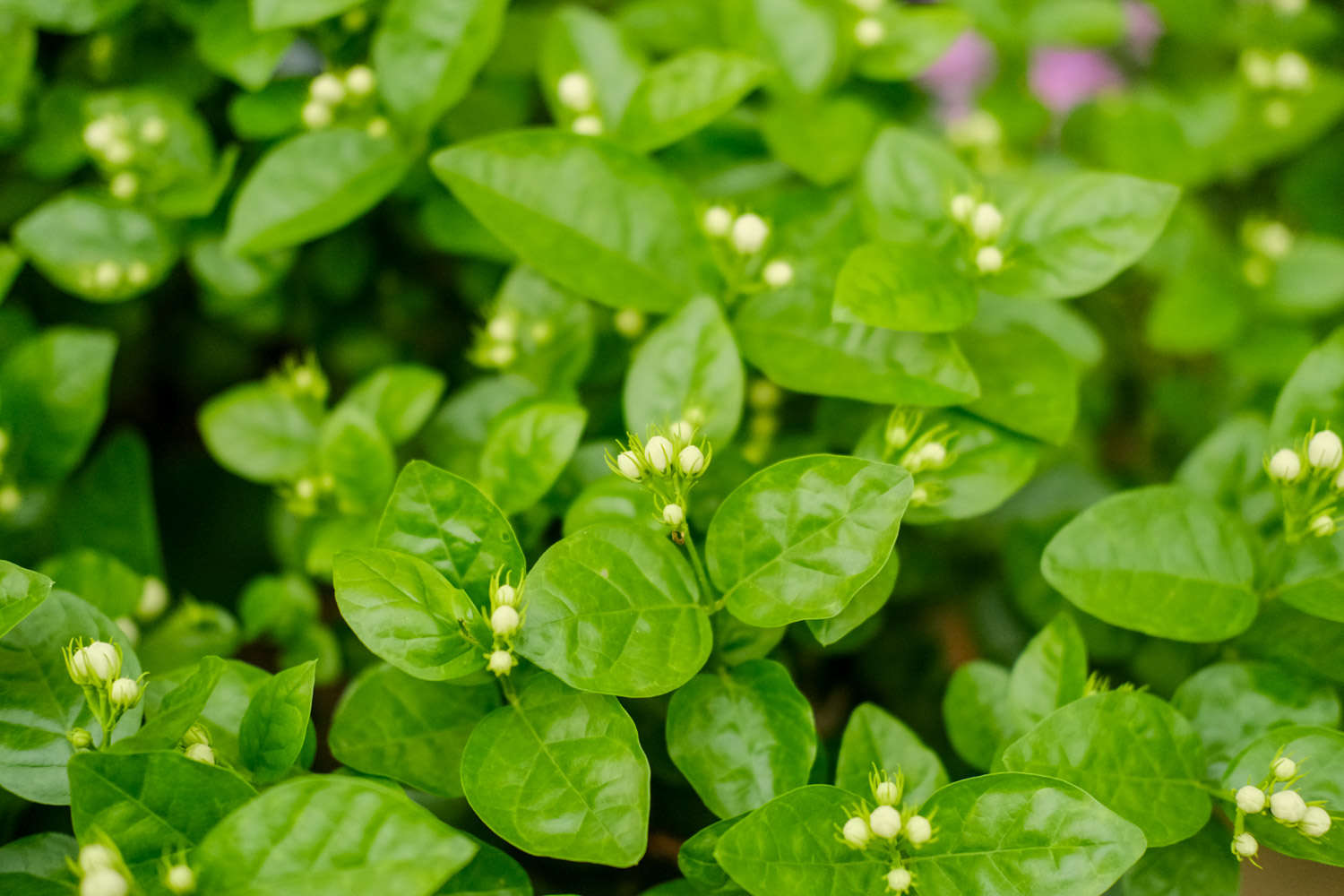 茉莉花掉葉子怎麼解決，怎麼處理