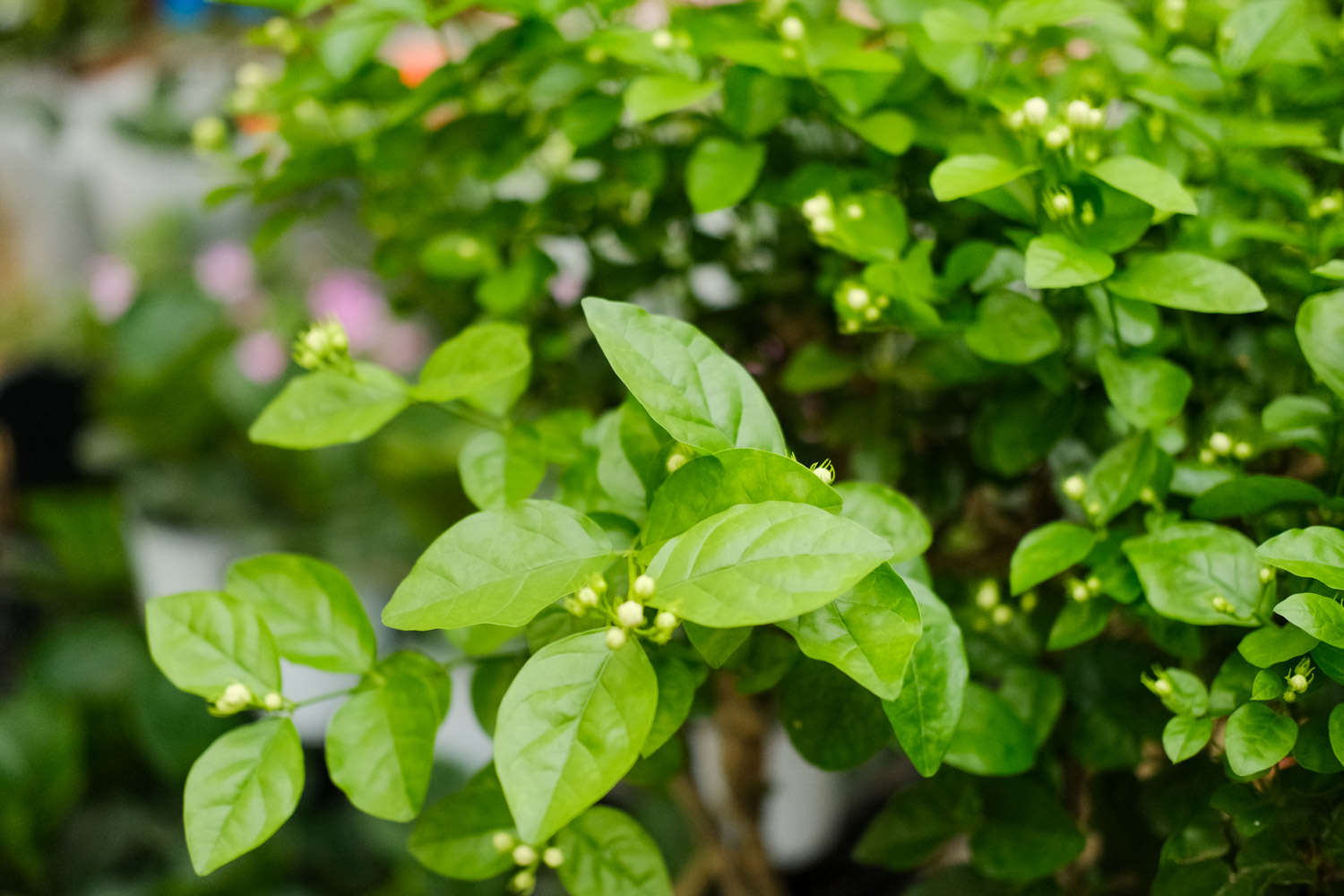 茉莉花掉葉子怎麼解決，怎麼處理