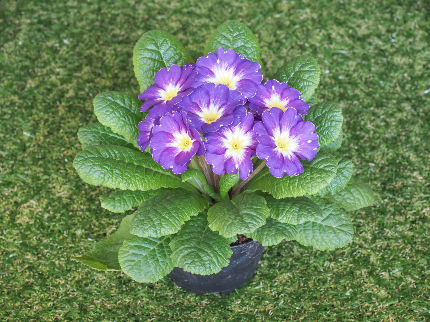 怎樣控製報春花的花期