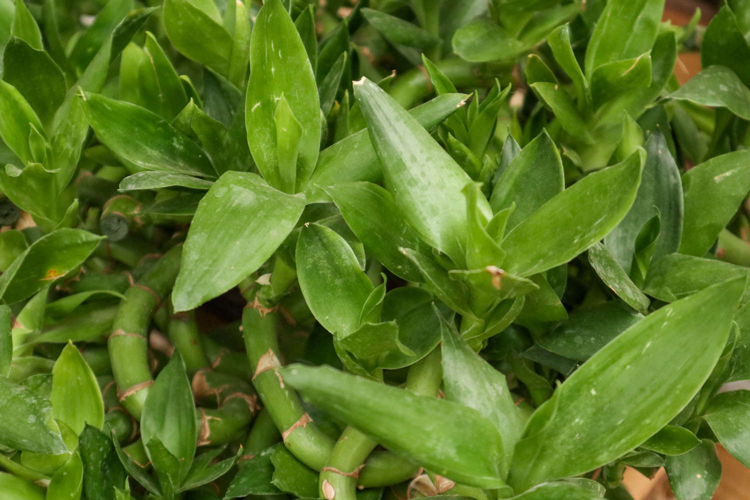 水養富貴竹發黃怎麼解決，怎麼處理