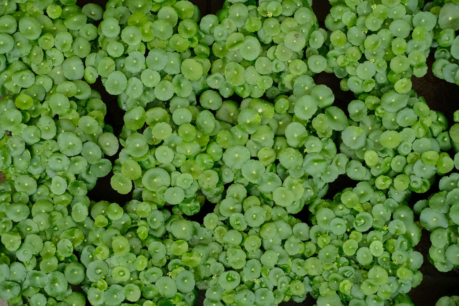 水培銅錢草葉子發黃是什麼原因