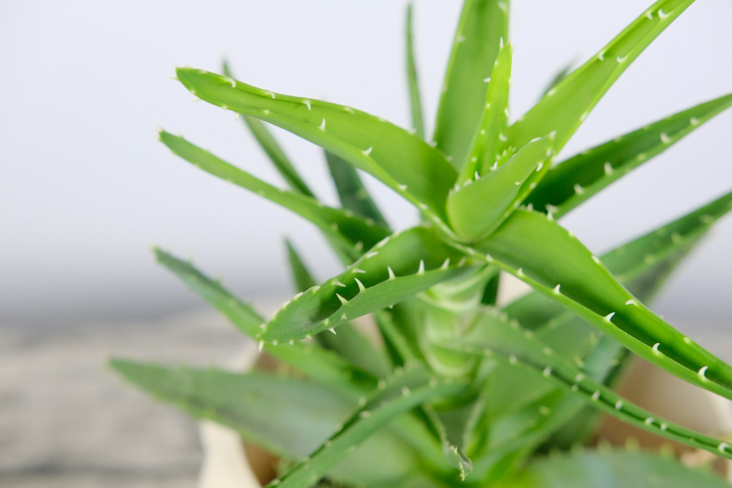 盆栽蘆薈葉子發黃怎麼解決，怎麼處理