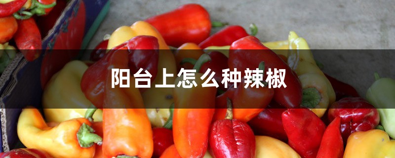 <strong>陽台上怎麼種辣椒</strong>