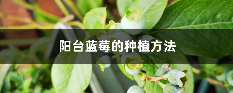 <strong>陽台藍莓的種植方法</strong>