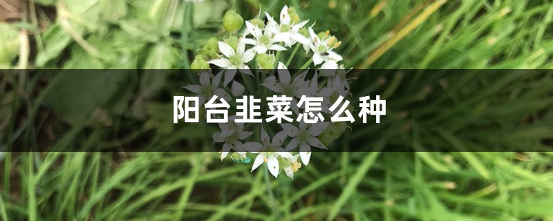 <strong>陽台韭菜怎麼種</strong>