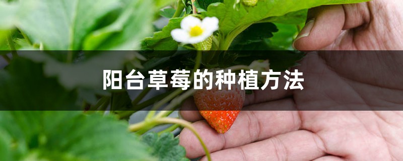 <strong>陽台草莓的種植方法</strong>