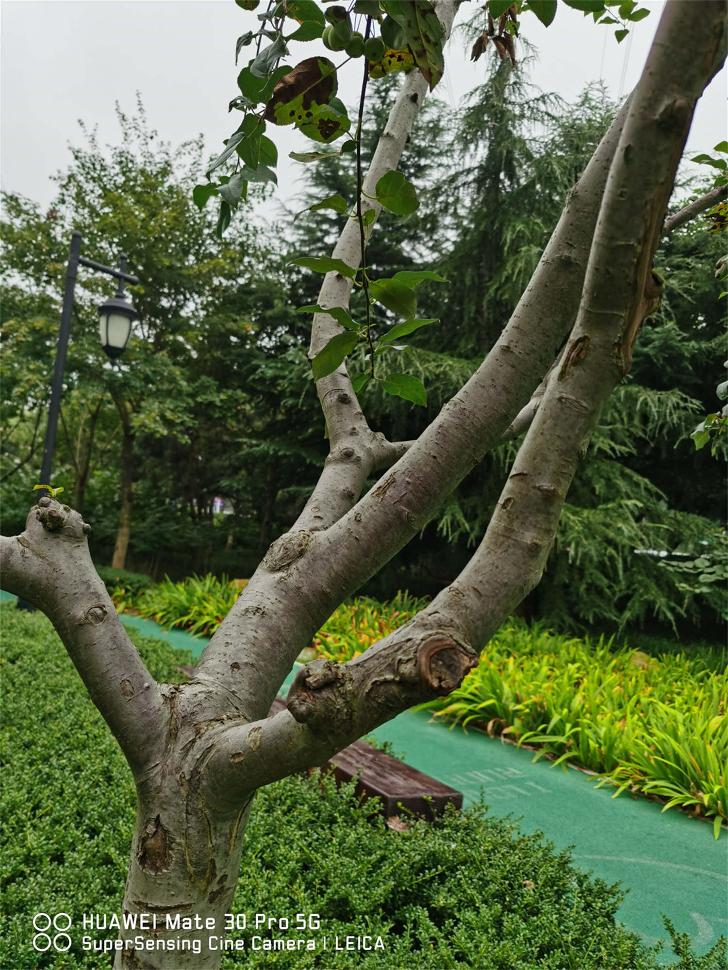 鐵海棠葉子變黃怎麼解決，怎麼處理