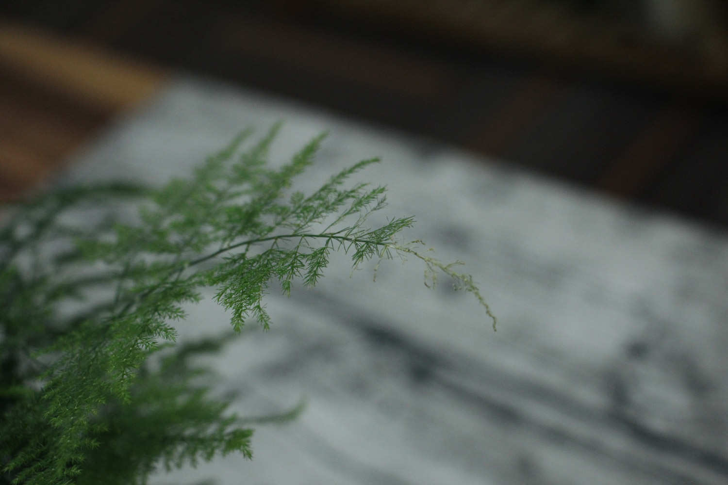 文竹怎麼分株分盆移栽