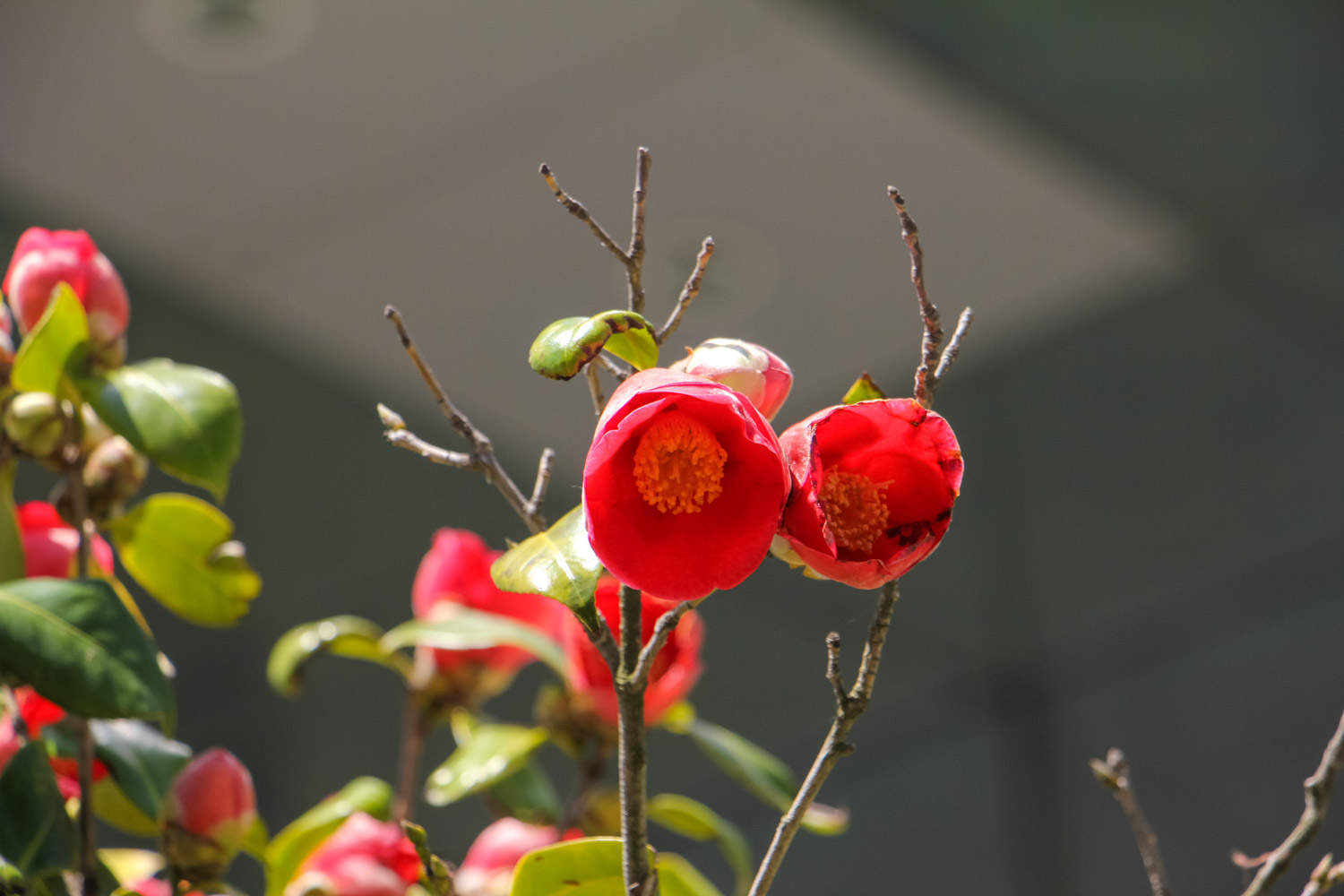 茶花樹葉子背麵發黃有點卷曲的原因